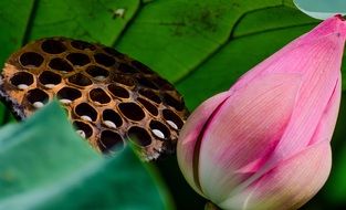 blossom lotus flower plant vegetation