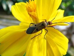 beetle on a bright yellow flower close-up