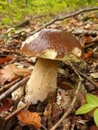 forest white mushroom