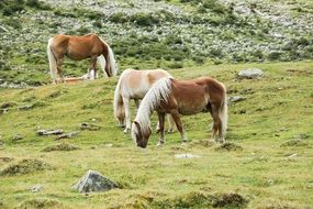 three horses on mountain field