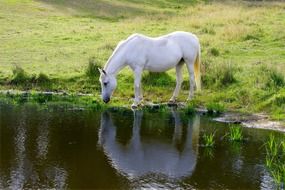 perfect white horse drinking river water
