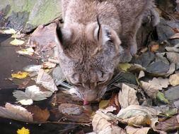 lynx drinks water