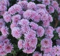 pale pink floral plants in blossom