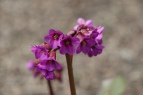 botany garden herb