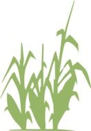 green silhouette of a corn plant
