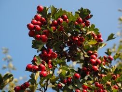 red wild rose berries on branches with green leaves