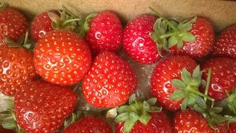 red strawberries in a basket