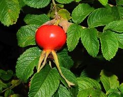 bright red rosehip