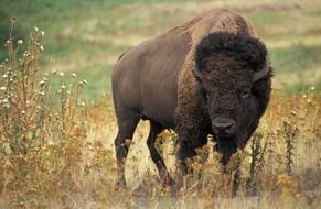 bison usa buffalo beef wild