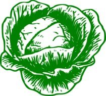 green cabbage head, drawing