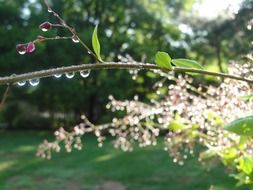 Water drops after rainfall