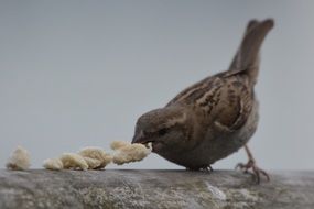 bird eat bread