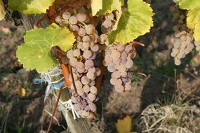 bunches of white grapes on a bush