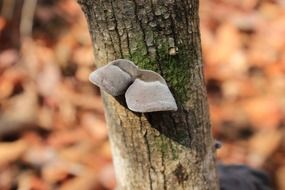 Wild mushroom on the trunk of a tree