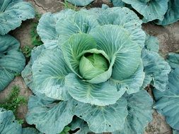 cabbage plant