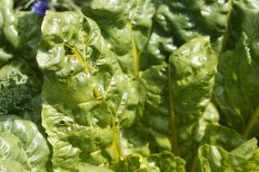 nutritious leaf of a chard