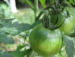 fresh green organic tomatoes in garden