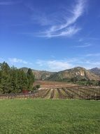 vineyards on the beautiful nature