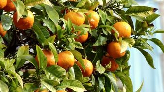 oranges, ripe fruits on tree