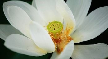 Closeup picture of white open lotus