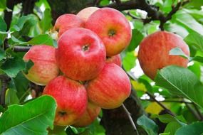 dainty red apple