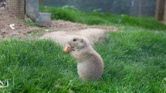 cute prairie dog is eating something