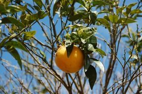 bright orange grapefruit on a branch