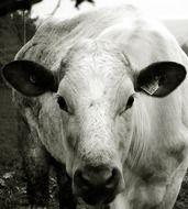 heifer is cattle