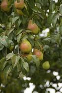 pears on a tree