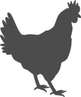 gray silhouette of domestic chicken