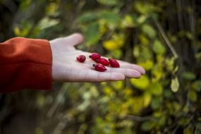 red fruits on a hand