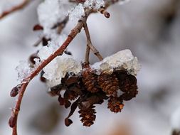 tree fruit plant