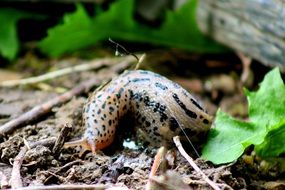 spotted snail in nature