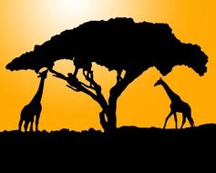 silhouettes of giraffes eating from tree at sunset