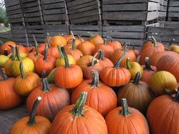 extremely delicious pumpkin vegetables