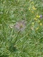 alpine pasque flower