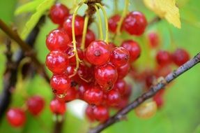 healthy sweet red berries