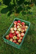 harvest apples in a green box under a tree