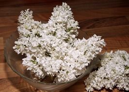 white fragrant lilac flowers