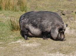 miniature black sow outdoor