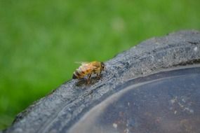 bee on black stone at blurred green grass background