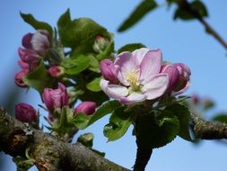 pink apple blossom flower close-up