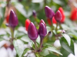 capsicum ornamental peppers