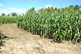 plantation of sweet corn on a sunny day
