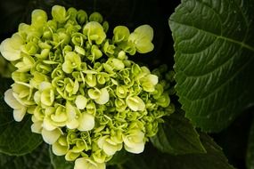 wild flower with small white petals