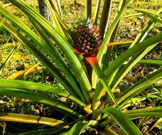 ripening pineapple