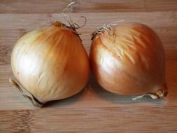 two onion vegetables from garden on the table