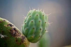 green prickly pear cactus