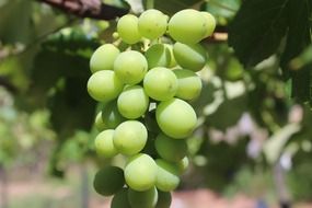 unripe green grapes on vine in a garden