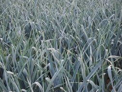 green leek field